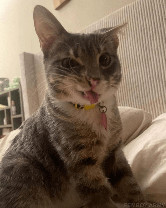 FEMBOY-ARMY-DISCORD.gif