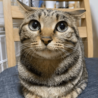 ArtemkaTalant