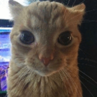 Максимкрутой