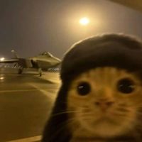 Кот